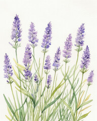 Obraz premium Delicate watercolor painting lavender sprigs in soft purple and green tones evoking a calm serene mood perfect for botanical decor and wellness