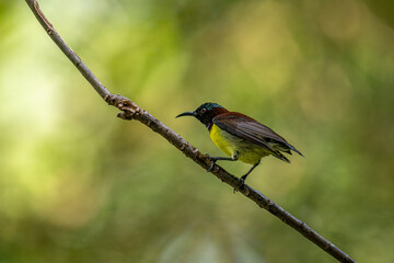 A male Purple-rumped Sunbird, endemic to the Indian Subcontinent, perches on a branch, displaying vibrant green, maroon, and yellow plumage.
