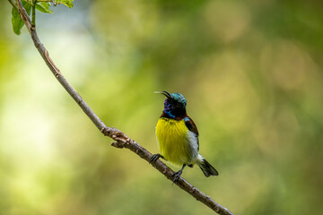 A male Purple-rumped Sunbird, endemic to the Indian Subcontinent, perches on a branch, displaying vibrant green, maroon, and yellow plumage.
