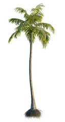 Cocos nucifera tree, front view, cutout, transparent background, isolate, Detailed close-up of a tree root system, healthy, organic, soil, and nature concept