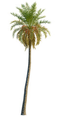 Phoenix sylvestris tree, front view, cutout, transparent background, isolate, Close-up of a lush green palm leaf texture with intricate details and vibrant natural patterns.