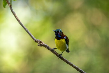 A male Purple-rumped Sunbird, endemic to the Indian Subcontinent, perches on a branch, displaying vibrant green, maroon, and yellow plumage.
