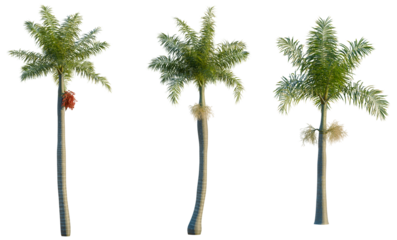 Roystonea regia tree, front view, cutout, transparent background, isolate, Close-up of a lush green palm tree with vibrant red berries, nature's beauty