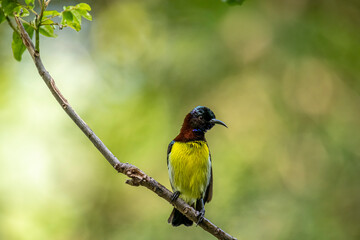 A male Purple-rumped Sunbird, endemic to the Indian Subcontinent, perches on a branch, displaying vibrant green, maroon, and yellow plumage.