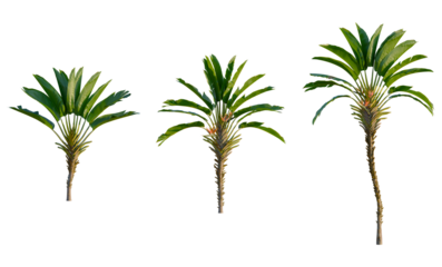 Strelitzia nicolai tree, front view, cutout, transparent background, isolate, Majestic Palm Tree Silhouette Against a Dramatic Sky - Nature's Beauty, Scenic View