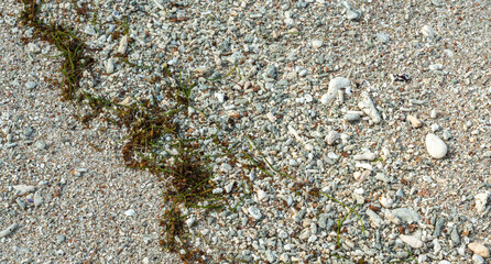 Beach sand with coral fragments, shells, small stones, and patches of washed-up seagrass