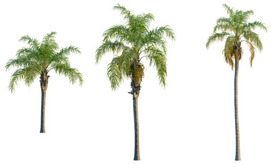 Obraz premium Syagrus romanzoffiana tree, front view, cutout, transparent background, isolate, Majestic Green Palm Tree Silhouetted Against a Softly Gradient Sky, Symbol of Tropical Paradise