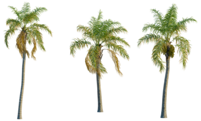 Syagrus romanzoffiana tree, front view, cutout, transparent background, isolate, Majestic Tropical Palm Tree Against Clear Sky - A Symbol of Paradise and Natural Beauty