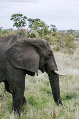 Fototapeta premium African elephant with grass in mouth. Safari in Kruger National park, South Africa savanna