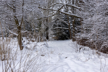 Fototapeta premium Zimowy krajobraz Mazur. Piękna zima w Polsce
