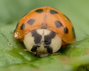 Macro close-up of ladybug on green leaf
