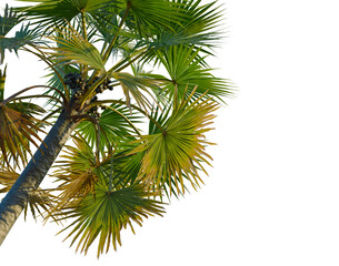 Fototapeta premium Borassus flabellifer tree, corner view, cutout, transparent background, isolate, Close-up of a vibrant green fern leaf, detailed texture and natural beauty.