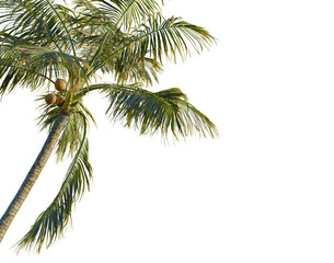 Fototapeta premium Cocos nucifera tree, corner view, cutout, transparent background, isolate, Close-up of a single vibrant red strawberry on a green leaf, perfect for food and nature themes.