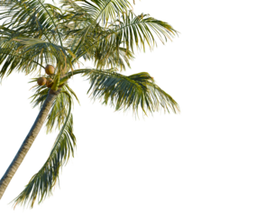 Cocos nucifera tree, corner view, cutout, transparent background, isolate, Close-up of a single vibrant red strawberry on a green leaf, perfect for food and nature themes.