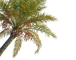 Fototapeta premium Phoenix sylvestris tree, corner view, cutout, transparent background, isolate, Palm tree with coconuts against the sky, beautiful tropical tree with fruits