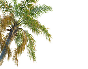 Fototapeta premium Syagrus romanzoffiana tree, corner view, cutout, transparent background, isolate, Detailed close-up of a palm tree trunk with textured bark and vibrant green fronds.