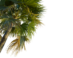 Washingtonia filifera tree, corner view, cutout, transparent background, isolate, Majestic palm tree reaching for the sky, vibrant green fronds against a blue sky backdrop.
