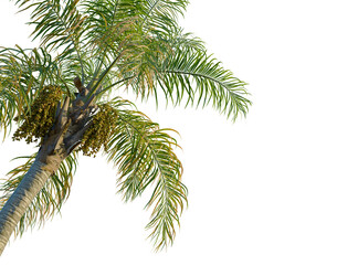 Fototapeta premium Syagrus romanzoffiana tree, corner view, cutout, transparent background, isolate, Close-up of a palm tree trunk with green leaves, a vibrant natural backdrop.