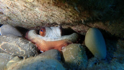 Obraz premium Common octopus (Octopus vulgaris) undersea, Ligurian Sea, Italy, Imperia 