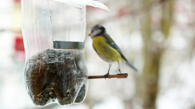 4K slow motion great tit titmouse (Parus major) sitting on bird feeder in winter. Cute wild songbird eating seeds, human care for wildlife, ecology, environmental protection concept with copy space.