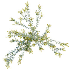 Acacia podalyriifolia tree plan, top view, cutout, transparent background, isolate, Delicate sprig of eucalyptus leaves branch, botanical illustration, spring floral element