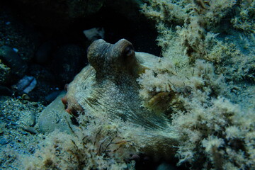 Common octopus (Octopus vulgaris) undersea, Ligurian Sea, Italy, Imperia
