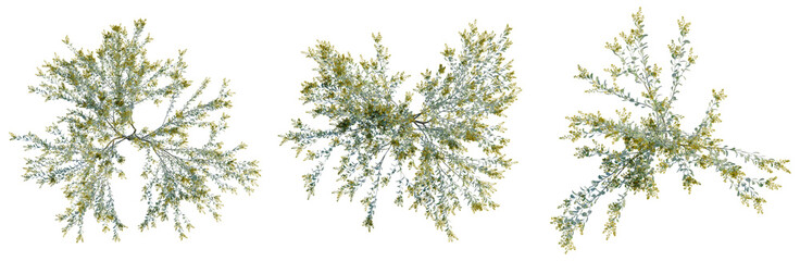 Acacia podalyriifolia tree plan, top view, cutout, transparent background, isolate, Delicate fern leaves texture, natural background, detailed macro photography, soft focus © DH Tree Stock