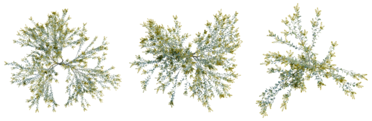 Acacia podalyriifolia tree plan, top view, cutout, transparent background, isolate, Delicate fern leaves texture, natural background, detailed macro photography, soft focus