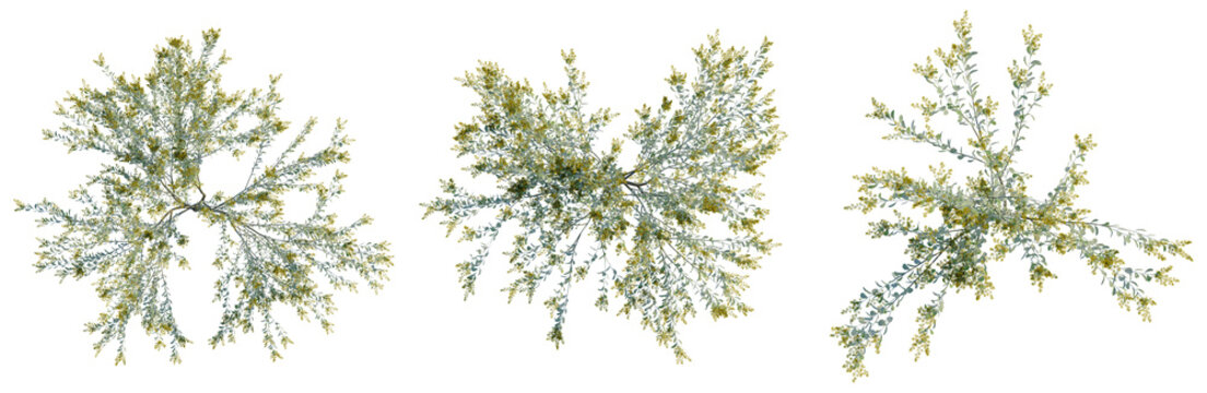 Acacia podalyriifolia tree plan, top view, cutout, transparent background, isolate, Delicate fern leaves texture, natural background, detailed macro photography, soft focus