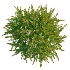 Fototapeta premium Austromyrtus tenuifolia tree plan, top view, cutout, transparent background, isolate, Lush Green Fern Branch with Delicate Fronds - Nature's Beauty, Detailed Texture