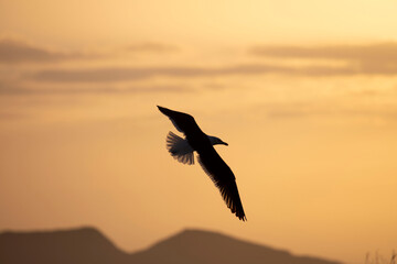 Fototapeta premium Seagull flying against an orange sky.