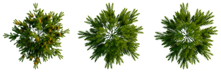 Banksia spinulosa ‘Cherry Candles tree plan, top view, cutout, transparent background, isolate, Detailed Pine Tree Branch with Needles, Realistic Evergreen Foliage, Nature Close-Up, High Resolution