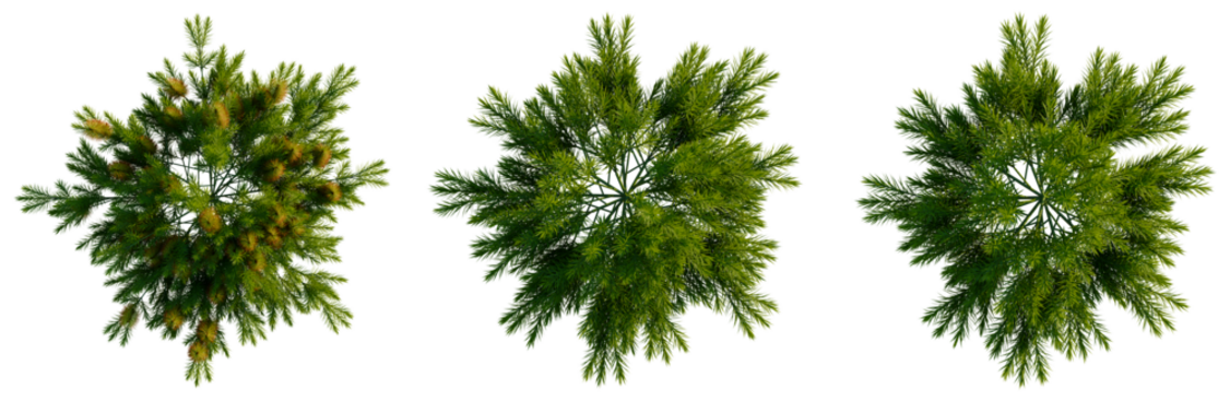 Banksia spinulosa ‘Cherry Candles tree plan, top view, cutout, transparent background, isolate, Detailed Pine Tree Branch with Needles, Realistic Evergreen Foliage, Nature Close-Up, High Resolution - Powered by Adobe