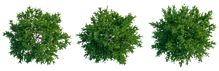 Correa dusky bells tree plan, top view, cutout, transparent background, isolate, Detailed Green Tree with Red Flowers - Nature Stock Photo for Backgrounds and Design Elements