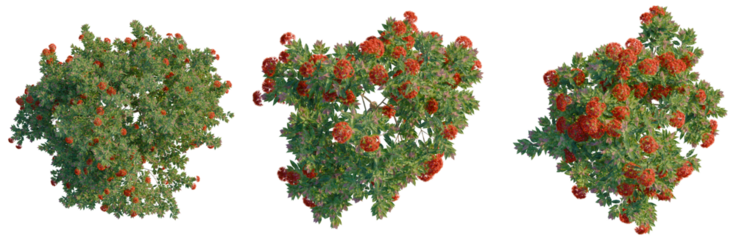 Corymbia ficifolia Wildfire tree plan, top view, cutout, transparent background, isolate, Arugula Leaves Close-Up, Vibrant Green Texture, Fresh Produce, Food Photography, Rustic Appeal