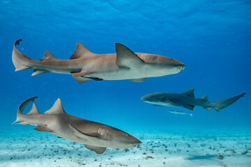 Fototapeta premium Nurse sharks swim in clear water near Bimini, Bahamas