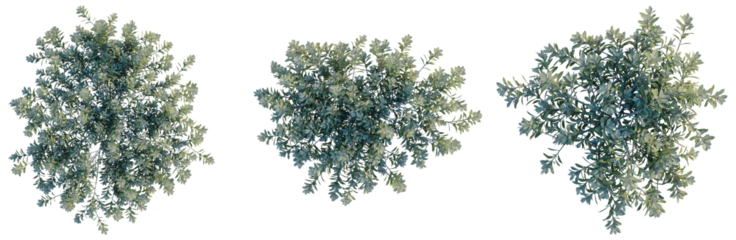 Eremophila glabra Kalbarri carpet tree plan, top view, cutout, transparent background, isolate