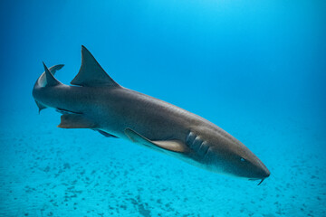 Fototapeta premium Nurse shark glides through clear waters of bimini
