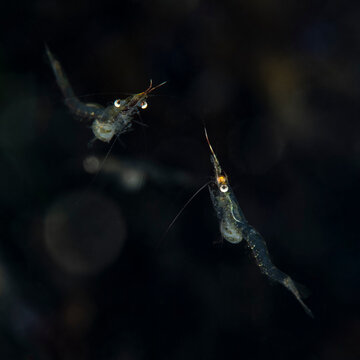 Ghost shrimps swimming in dark water habitat