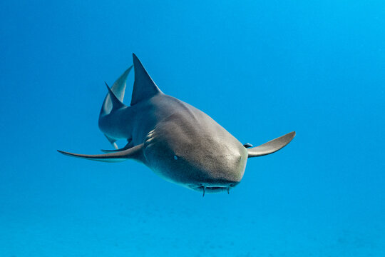Nurse shark swimming in clear waters of Bimini