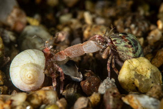 Two hermit crabs fighting over a shell on the seabed