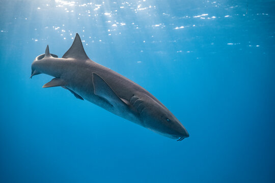 Nurse shark swims in clear blue water in Bimini, Bahamas