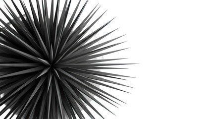 Abstract Black Starburst Plant with Sharp Leaves on White Background