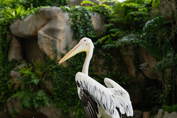 Pelicans at Singapore Bird Park