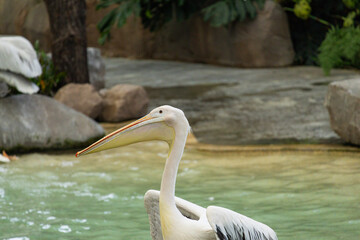 Pelicans at Singapore Bird Park