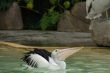 Pelicans at Singapore Bird Park