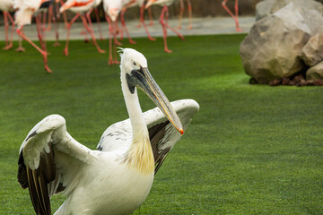Pelicans at Singapore Bird Park