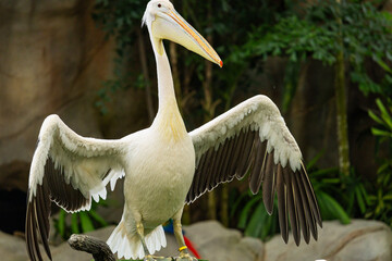 Pelicans at Singapore Bird Park