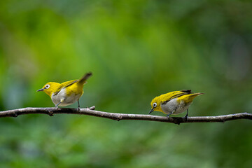 Two Indian White-eyes (Zosterops palpebrosus), small, yellowish-olive birds with distinctive white eye-rings, perch on a branch.