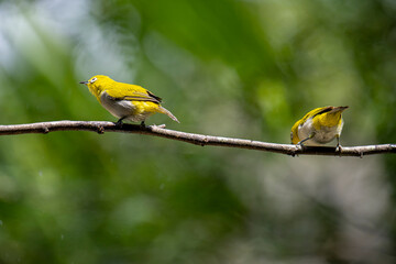 Two Indian White-eyes (Zosterops palpebrosus), small, yellowish-olive birds with distinctive white eye-rings, perch on a branch.